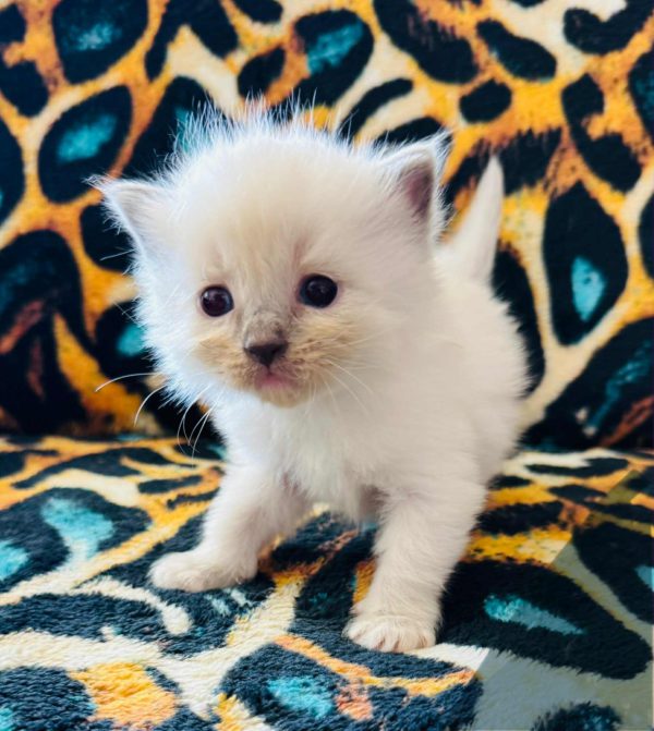 Blue Point mitted (female) Born 8/19 Available 10/19 $2500