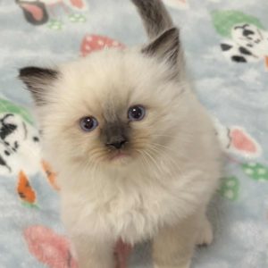 SEAL MITT MALE AVAILABLE NOVEMBER 5th $2500