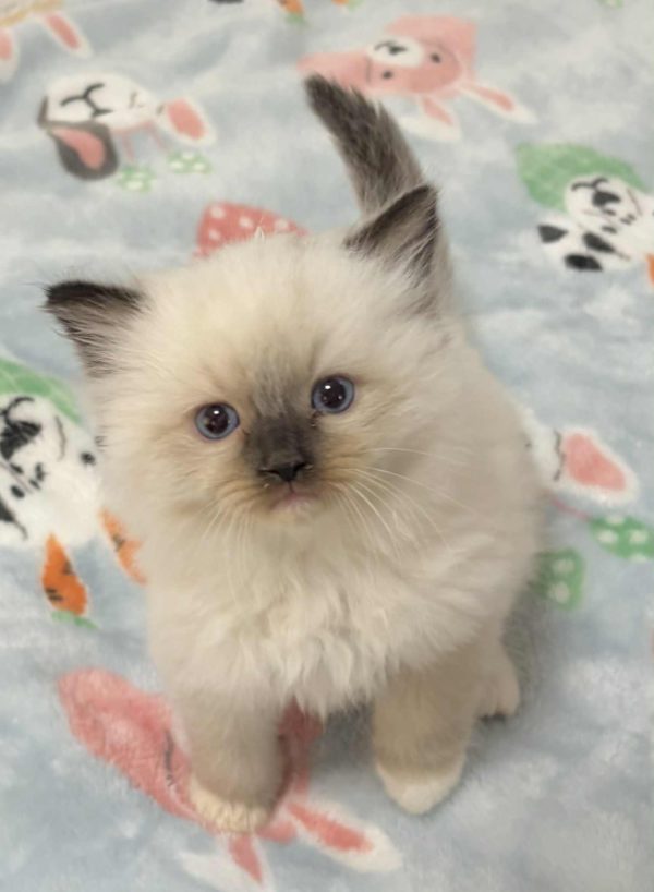 SEAL MITT MALE AVAILABLE NOVEMBER 5th $2500
