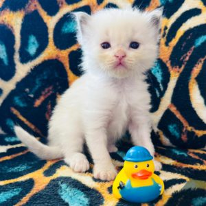 Bi color (female) Born 8/19 Available 10/19 $2500