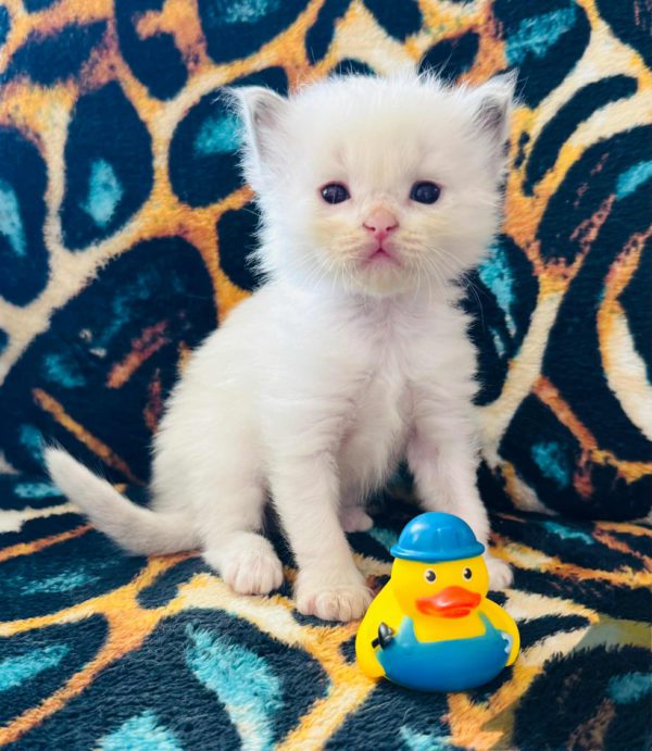 Bi color (female) Born 8/19 Available 10/19 $2500