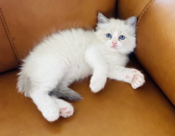 8 weeks old male/Blue bi color/AVAILABLE NOW