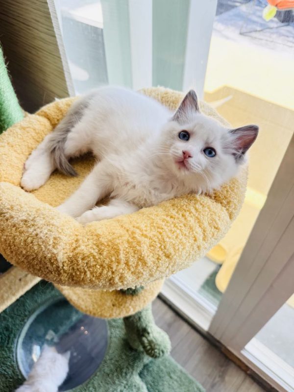 8 weeks old male/Blue bi color/Available now