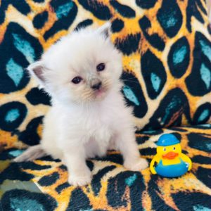 Blue point (male) born 8/19 Available 10/19 $2500