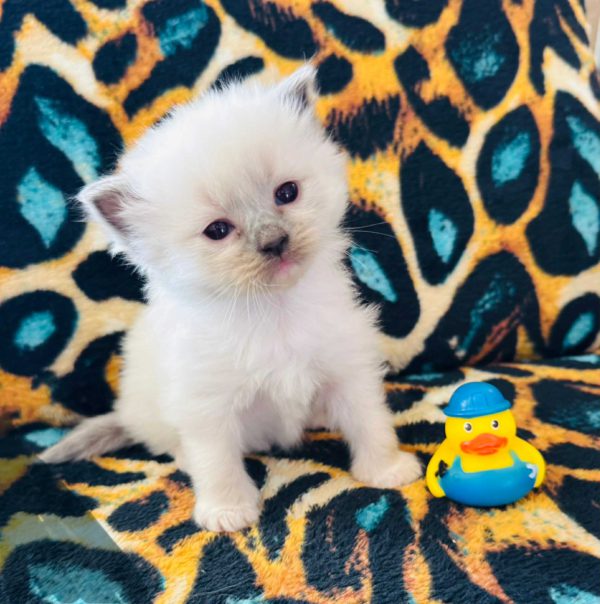 Blue point (male) born 8/19 Available 10/19 $2500