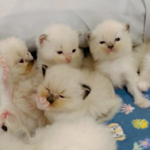 San Diego purebred ragdoll kittens
