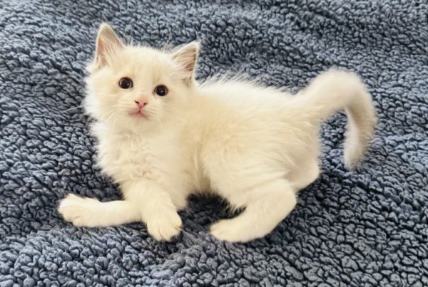 6 weeks old male/Blue bi color/Available June 13