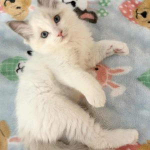 BLUE BI COLOR MALE AVAILABLE NOW $2500