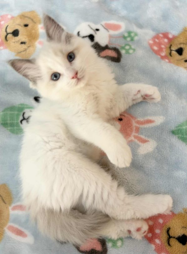 BLUE BI COLOR MALE AVAILABLE NOW $2500