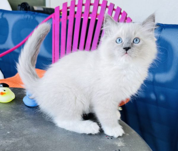 Blue Point mitted Male (SOLD)