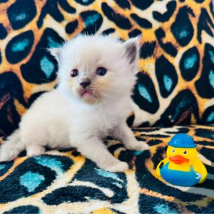 Blue Point (female) Born 8/19 Available 10/19 $2500