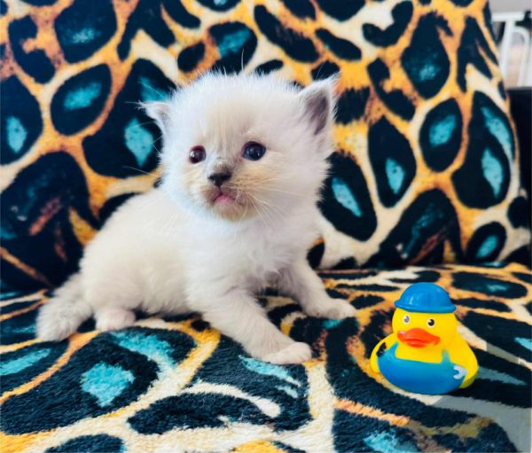Blue Point (female) Born 8/19 Available 10/19 $2500