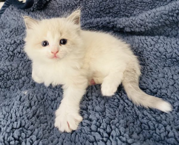 6 weeks old male/Blue bi color/Available June 22