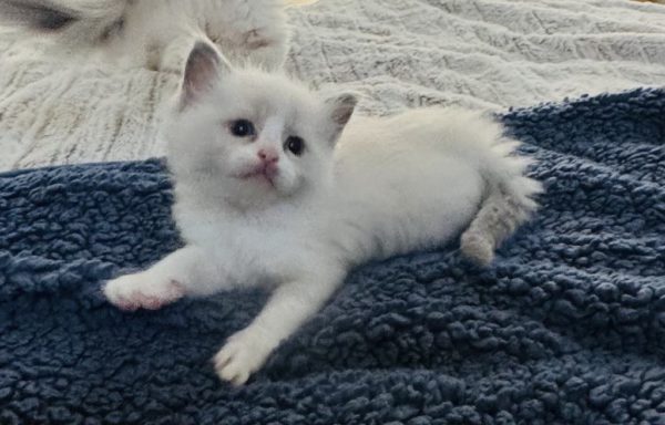 6 weeks old male/Blue bi color/Available June 22