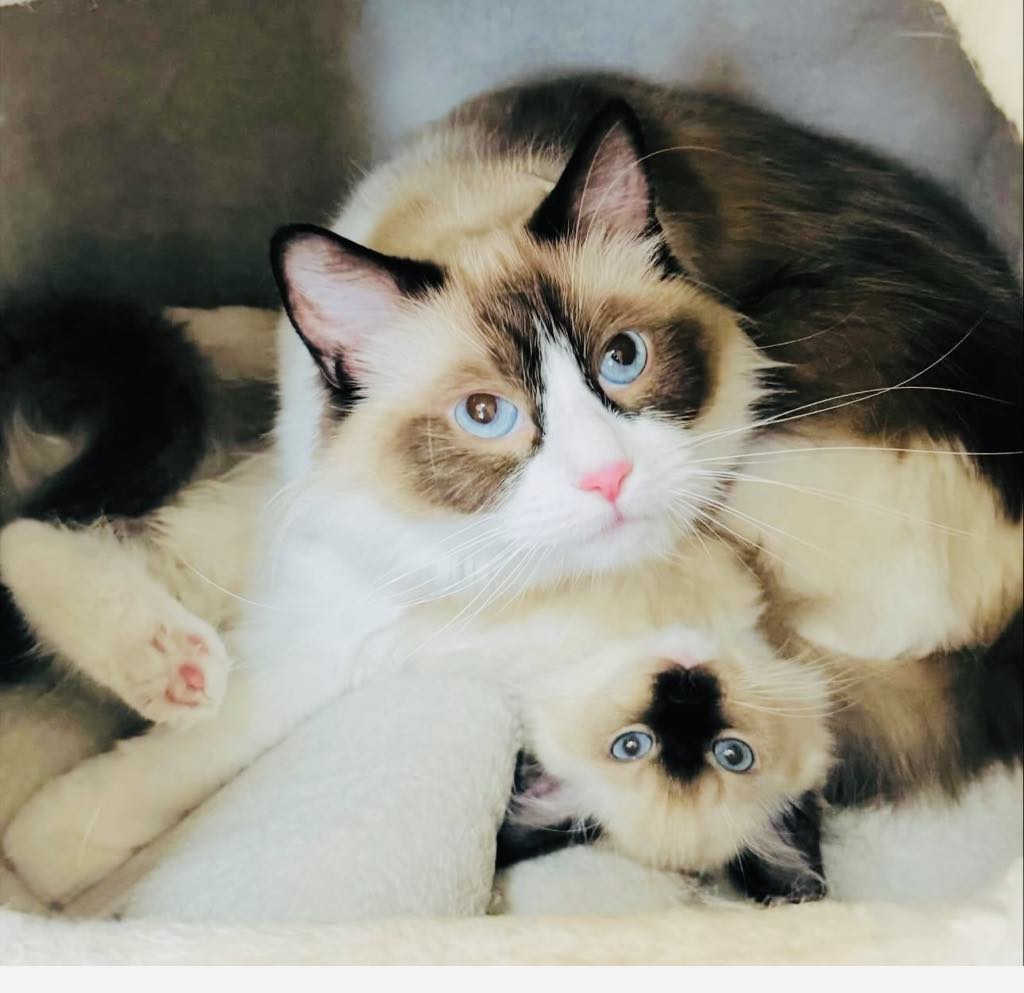 Los Angeles purebred Ragdoll cat with her kitten