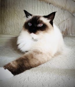 Purebred Ragdoll