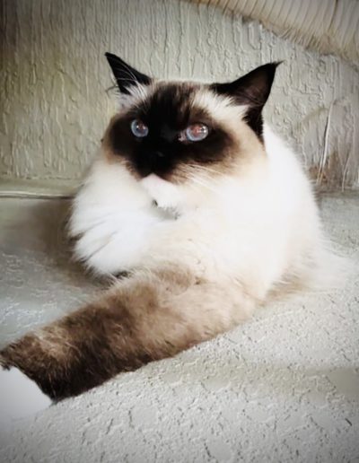 DOTTIE (SEAL MITTED)