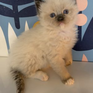 Ragdolls for sale (Seal Mitted MALE) $250 to reserve