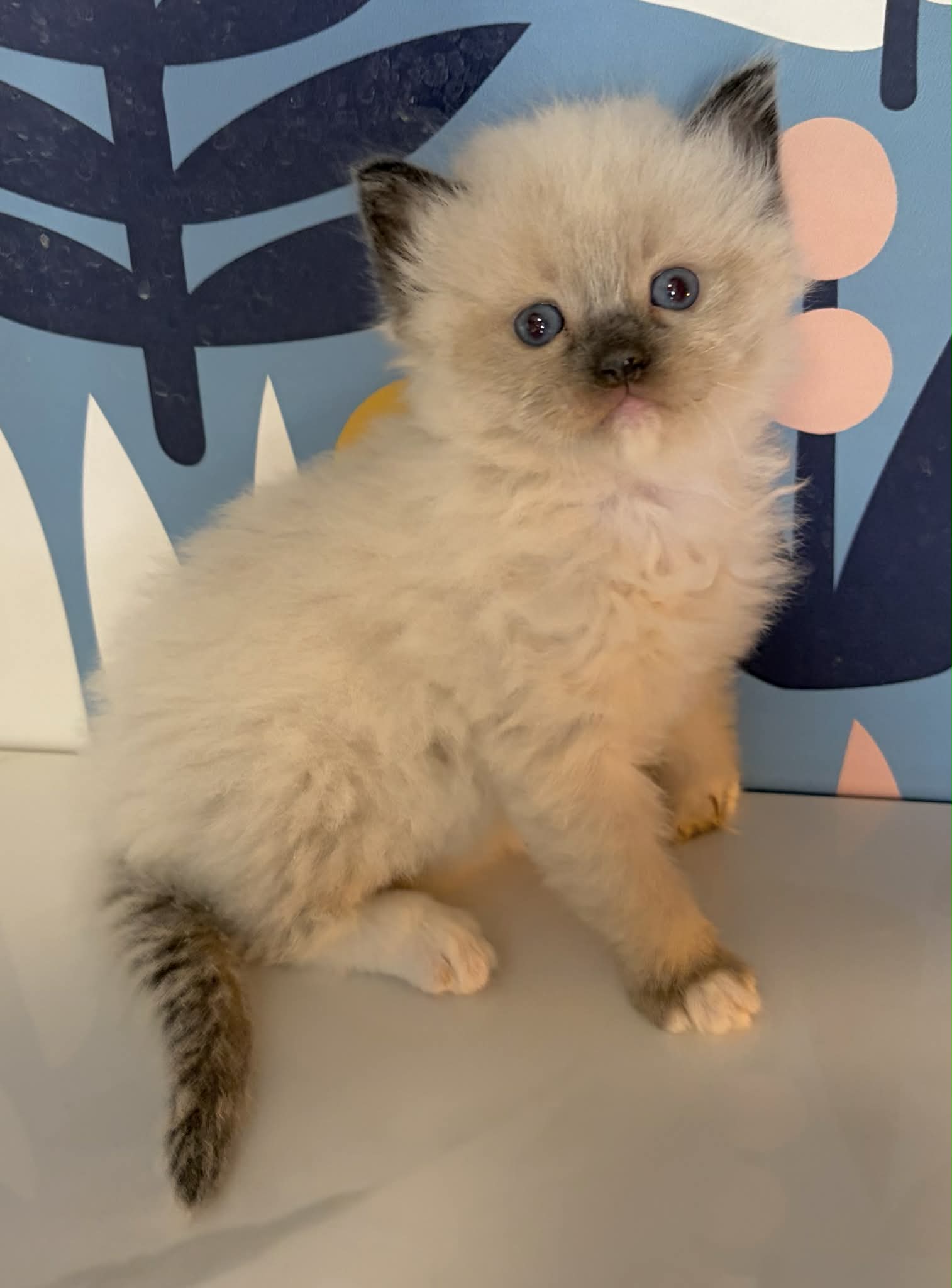 Ragdolls for sale (Seal Mitted MALE) $250 to reserve