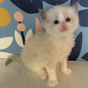 Ragdolls for sale blue bi color