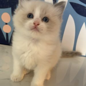 Seal Bi Color Male purebred ragdoll