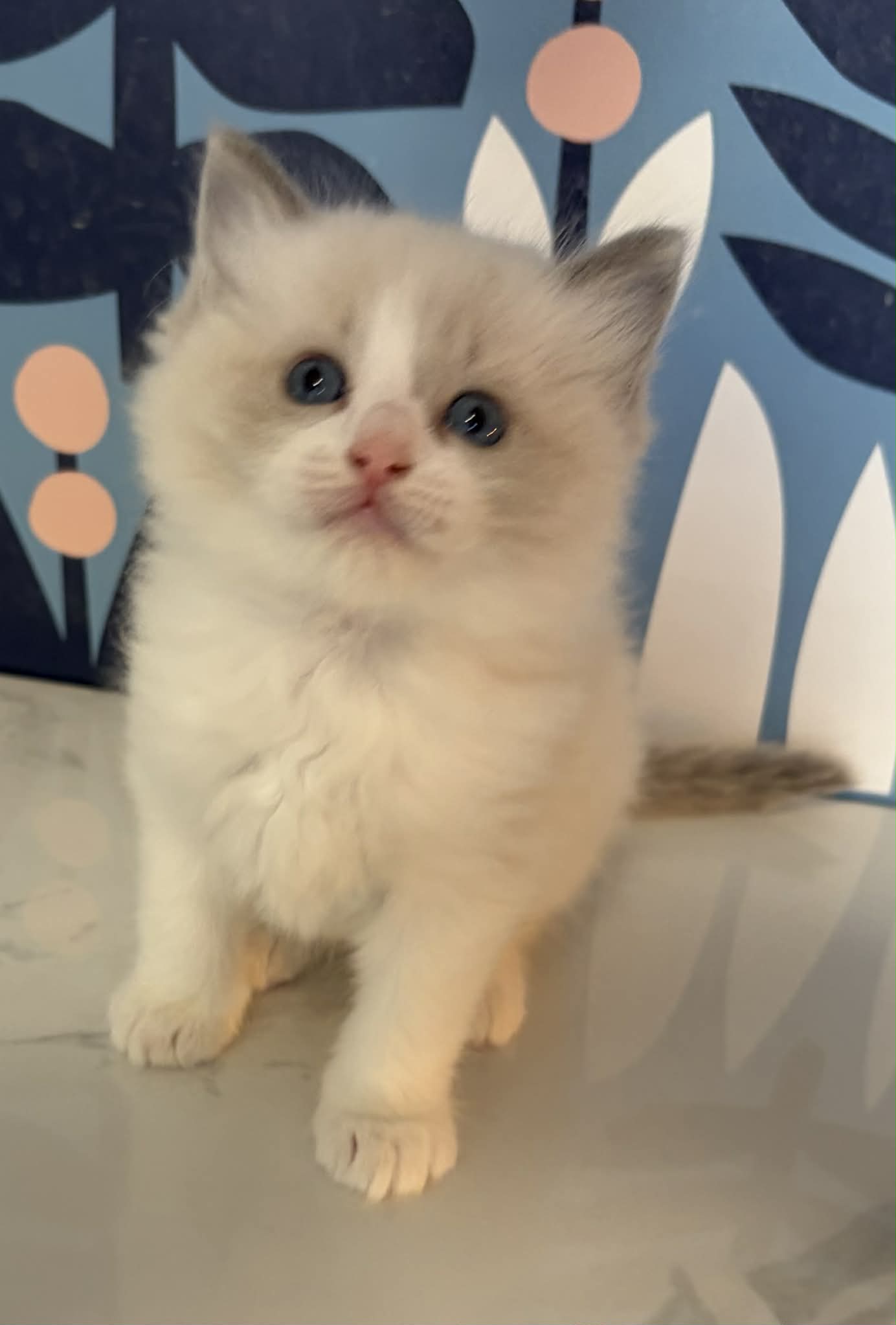 Seal Bi Color Male purebred ragdoll