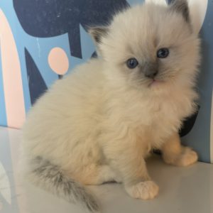 Ragdolls for sale Blue mitted male