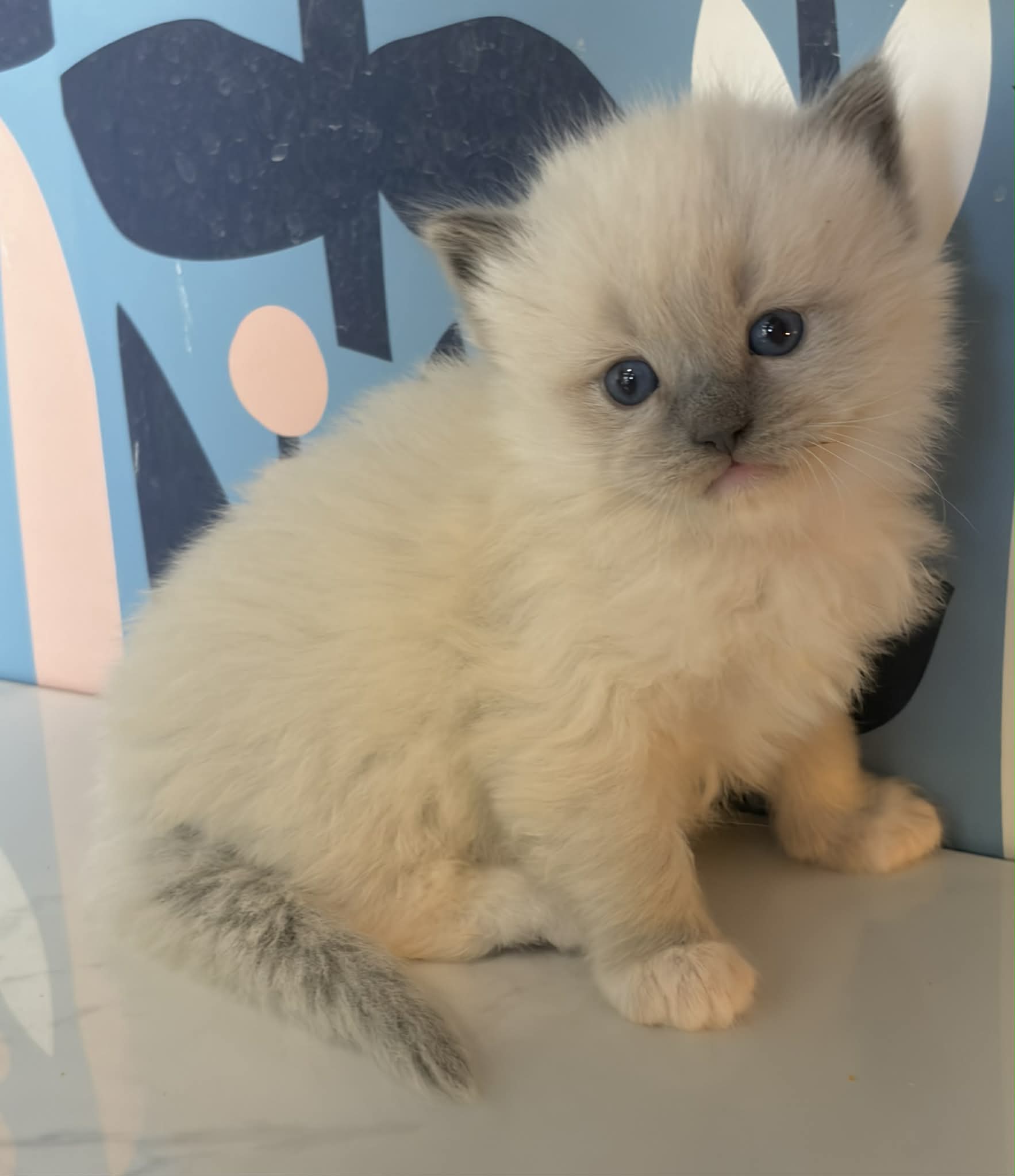 Ragdolls for sale Blue mitted male