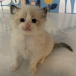 Ragdolls for sale (Seal Bi Color MALE) $250 to reserve