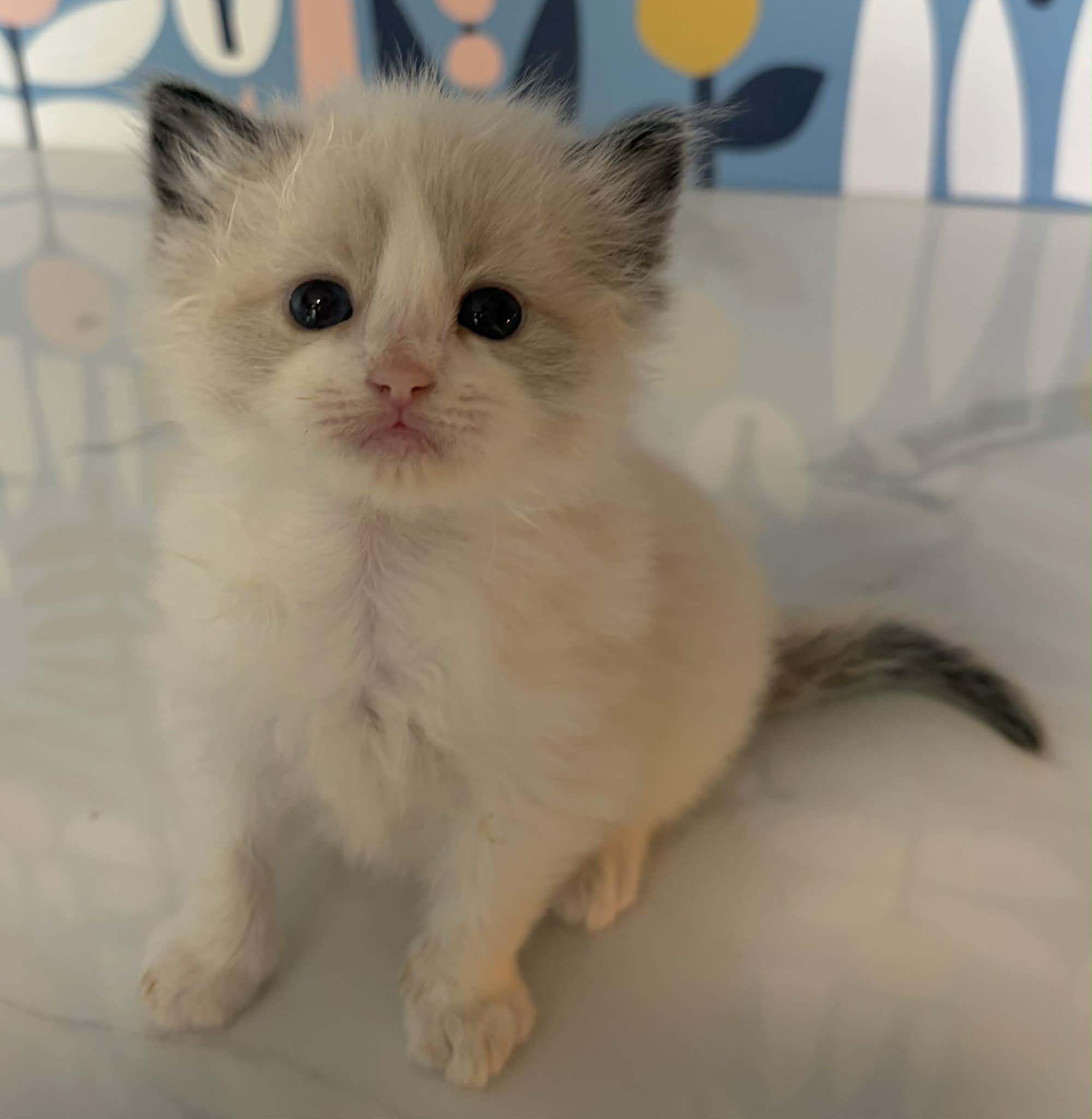 Ragdolls for sale (Seal Bi Color MALE) $250 to reserve