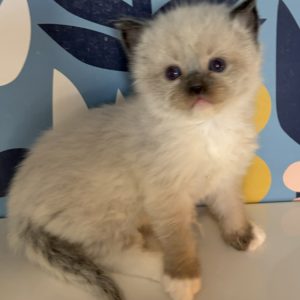 Seal mitted male ragdoll for sale