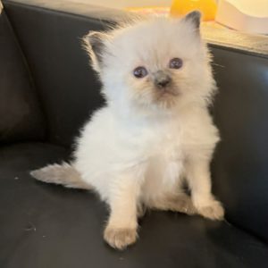 seal pointed ragdoll palm springs available ragdoll kitten