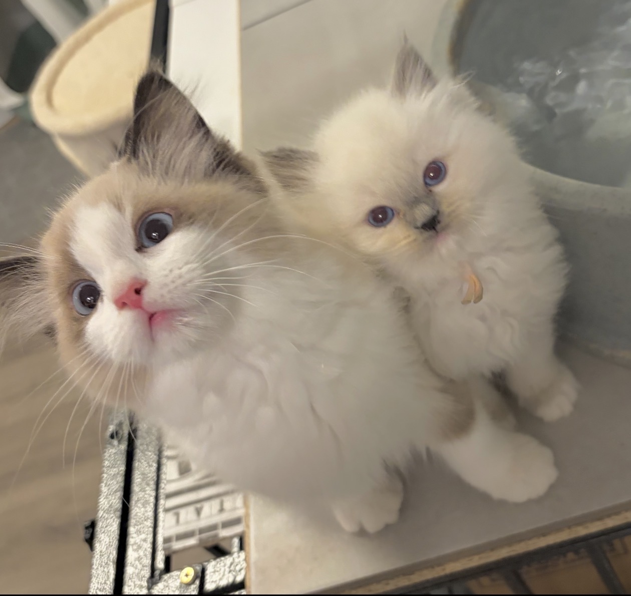 Ragdoll kittens playing 