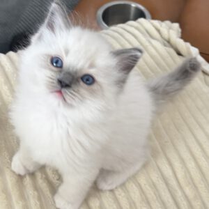 female blue mitt ragdoll kitten