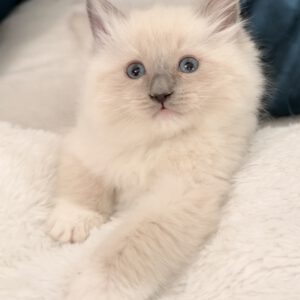 blue mitt ragdoll kitten